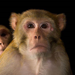 monkey group123