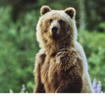 Bear######