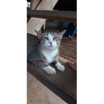 Heng Heng Cat
