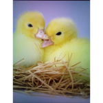 The lucky ducky group!