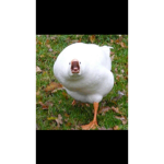 EpicGoose