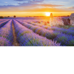 Sunshine field