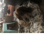 Puppies fan group!!!