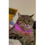 Katzee