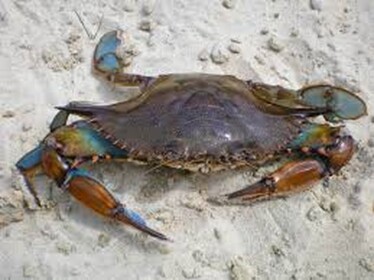 crab land