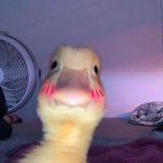 DUCK ARMY OOFEY