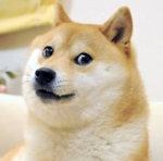 Doge gang…