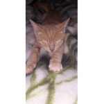 Chicken nuggets cat