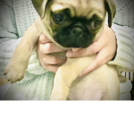 DOGGYS FOR LIFEEE
