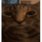 Nax studio security