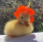 Duck, Gang XD