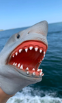 Shark Puppet Fan Community
