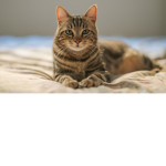 Fastest Cats In The world