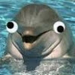 TheRainDopeDolphins