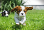 Cute Doggoooss