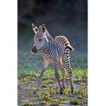 Zebra Savage Squad