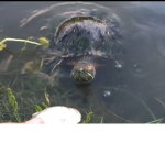 We the turtles