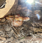 Salty’s snakes