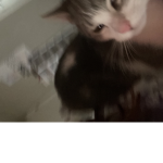 Emilyboombaby123