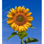 Sunflowers group!!!