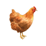 I like chicken 87