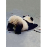 Panda join panda squad