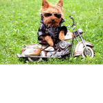 Puppy lover :3