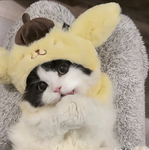 kitten<8
