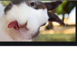 LilacFunnyBunny