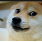 Doge are the best.