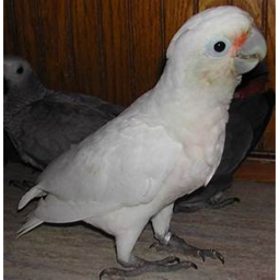 Help The Cockatoo Escape Jail!!!!!!