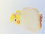 worship the fluffy cockatiel (The cockatiel church