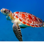 Save Our Planet!