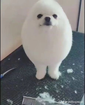 clr_cln