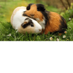 The Guinea Pig Mustache Gang