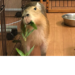 capybara land pui pui