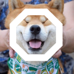 [TSN] The Shiba Nation