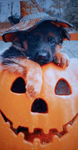 Smeagles pumpkins!!
