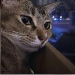 Cat's