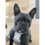 #littlepuppysquad