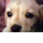 D O G S!!!
