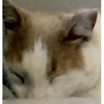 banana_underscore_cat