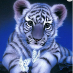 Softie_gangs
