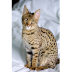 Savannah cats