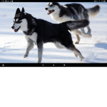 Huskys gang