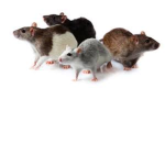 THE RAT ARMY!!