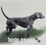 lexis paws