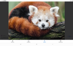 Red pandas need support RedPandaStrikes1