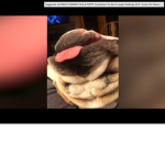 Raise a pet fan group