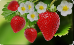 The loving strawberry gang